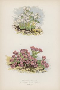 Androsace Villosa; Saxifraga Oppositefolia (farge litho) av English School