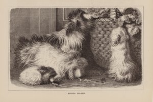 Angora sjøgriser (gravering) av English School