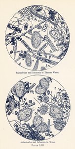 Animalcules og Infusoria i vann (fargelitografi) av English School