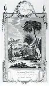 Animals of Maragnan, illustrasjon hentet fra Moores Voyages and Travels, 1778 av English School
