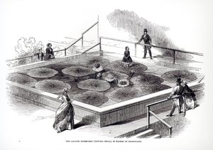 Annie Paxton på Victoria regia-vannlilje i Great Conservatory i Chatsworth, 1849 av English School