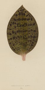 Anoectochilus Lowii av English School
