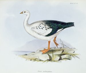 Anser Melanopterus, fra The Zoology of the Voyage of H.M.S. Beagle 1832-36, av Charles Darwin (1809-92), 1840 av English School