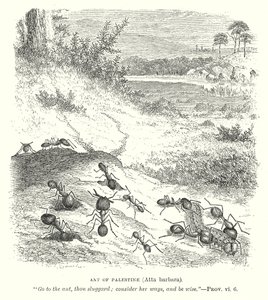 Maur av Palestina (Atta Barbara) (gravering) av English School