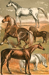 Arabisk hest, vognhest, veddeløpshest, shetlandsponni og ponni av English School