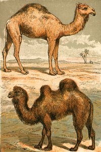Arabisk kamel og baktrisk kamel av English School