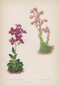 Arabis; Saxifraga Ambigua (farge litho) av English School
