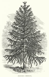 Araucaria Imbricata (gravering) av English School