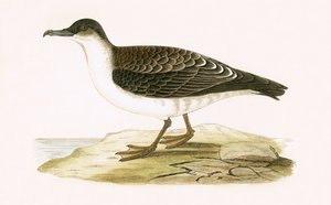 Arctic Cinereous Shearwater, illustrasjon fra 