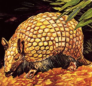 Armadillo av English School
