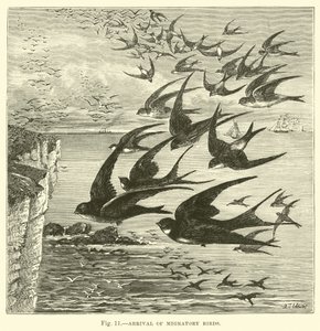 Ankomst av trekkfugler av English School