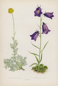 Artemisia Alpina; Campanula Hostii (farge litho) av English School