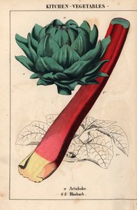 Artisjokkhjerte og karmosinrød rabarbra   , fra "The Instructive Picturebook, or Lessons from the Vegetable World," [Charlotte Mary Yonge], Edinburgh av English School