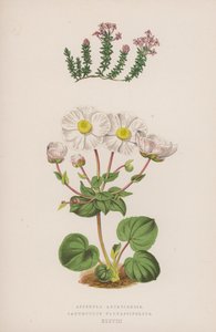 Asperula Arcadiensis; Ranunculus Parnassifolius (farge litho) av English School