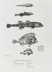 Aspidophorus Chiloensis og Agriopus Hispidus, plate 7 fra 
