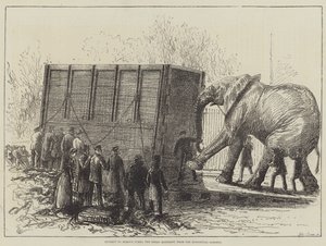 Forsøk på å fjerne Jumbo, den store elefanten, fra Zoological Gardens (litho) av English School