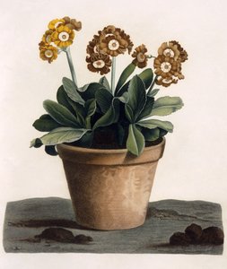 Auricula in a Pot, ca. 1840-tallet (håndfarget gravering) av English School