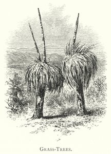 Australia: Grass-Trees (gravering) av English School