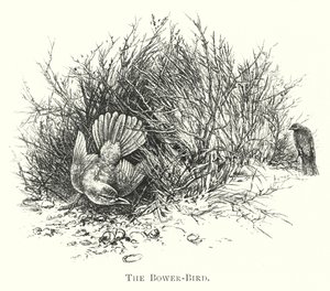 Australia: The Bower-Bird (gravering) av English School