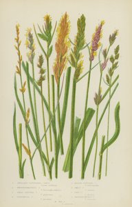 Axillær-klastert Carex, Boenninghausens Carex, Stor panisk Carex, Paradoksal Carex … (fargelitografi) av English School