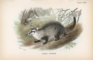 Azaras Opossum av English School