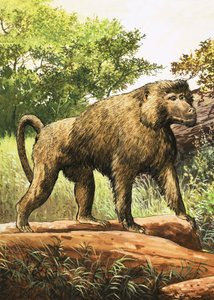 Bavian av English School