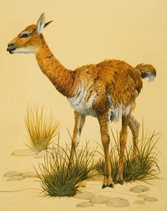 Baby lama av English School