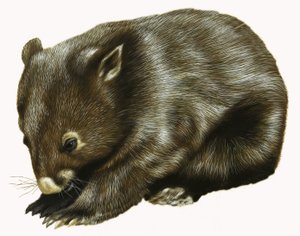 Baby Possum av English School