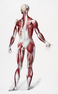 Baksiden av den mannlige menneskekroppen som viser muskler sener og bein, fra The Vessels of the Human Body, redigert av Jones Quain og William Wilson, utgitt av Taylor og Watson, London i 1837 (farge litho av English School