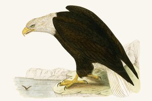 Bald Eagle, illustrasjon fra 