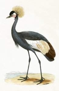 Balearic Crane, illustrasjon fra 