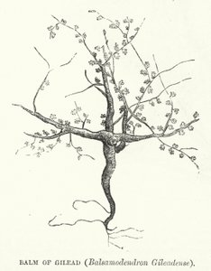 Balsam of Gilead, Balsamodendron Gileadense (gravering) av English School