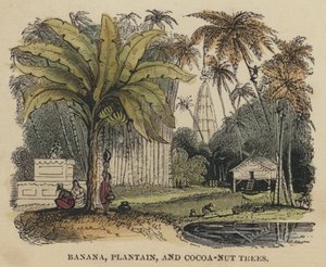Banan-, plantain- og kakao-nøttetrær (farget gravering) av English School