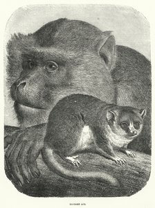 Barbary Ape (gravering) av English School
