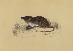 Barbary Mouse (farge litho) av English School