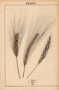 Bygg, bere og raigras  , fra "The Instructive Picturebook, or Lessons from the Vegetable World," [Charlotte Mary Yonge], Edinburgh av English School