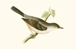 Barred Warbler, illustrasjon fra 