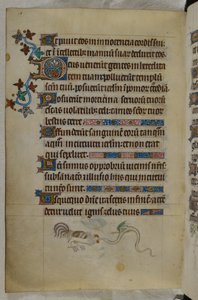Bas-de-page scene av en hane og en bevinget slange som kjemper, med en dekorert initial 'D'(eus), Psalter ('The Queen Mary Psalter'), Royal MS 2 B VII, f.187v, ca.1310- 20 (vellum) av English School