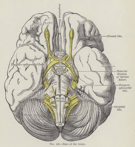 Basen av hjernen (gravering) av English School