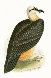 Bearded Vulture, illustrasjon fra 