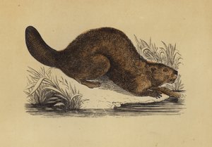 Bever (farge litho) av English School