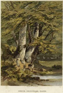 Bøketrær, nær Selborne, Hampshire av English School