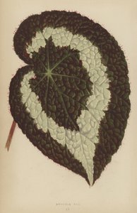 Begonia Rex av English School