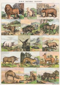 Bibelens naturhistorie av English School