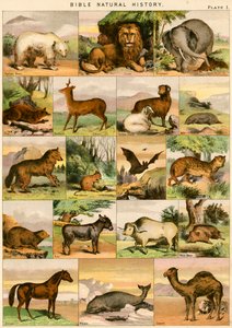 Bibelens naturhistorie av English School