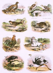 Bibelsk naturhistorie av English School