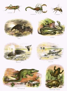 Bibelsk naturhistorie av English School