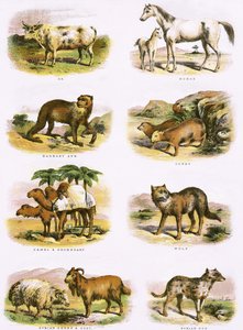Bibelsk naturhistorie av English School