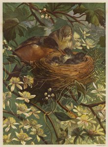 Fugler som mater ungene sine i et reir (farge litho) av English School