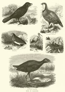 Birds of Palestine (gravering) av English School